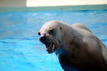 Fototapeta premium トド