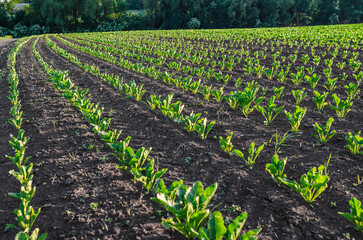 Beetroot seedlings in fertile soil on field with blue sky. Agriculture, organic food, cultivation.