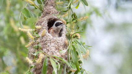 great horned owl on a branch