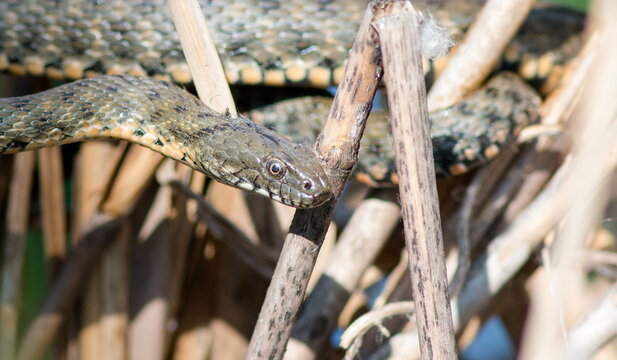 snake in a tree
