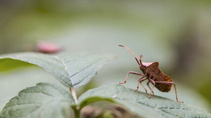 bug on a green plant. Macro shot of brown nymph Marmorated stink bug Halyomorpha halys. shield bug crawling on a plant on a green background. macro photo of insects in nature. close-up