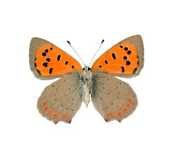 Red orange butterfly Lycaena phlaeas Small copper back side isolated on transparent, close-up, macro. Design element. Lycaenidae, collection butterflies, insects.