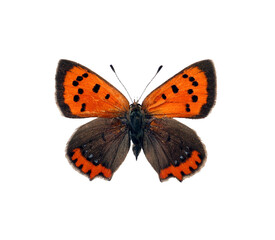 Red orange butterfly  Lycaena phlaeas Small copper isolated on transparent, close-up, macro. Design element. Lycaenidae, collection butterflies, insects.
