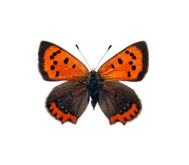Red orange butterfly  Lycaena phlaeas Small copper isolated on transparent, close-up, macro. Design element. Lycaenidae, collection butterflies, insects.