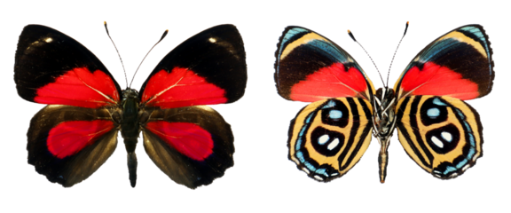 Red colorful butterfly Callicore peristera isolated on transparent, close-up, macro. Design element. Nymphalidae, collection butterflies, insects.