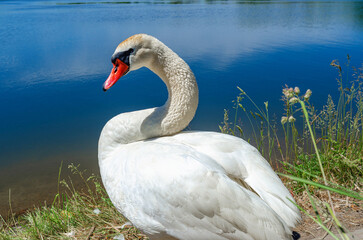Swans head is elegantly curved, gaze looks into camera. Portrait of white swan on blue pond.
