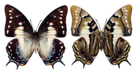 Nice butterfly with fancy geometric pattern on unusual form wings Polyura pyrrhus isolated on transparent, close-up, macro. Design element. Nymphalidae, collection butterflies, insects.