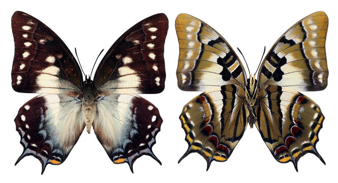 Nice butterfly with fancy geometric pattern on unusual form wings Polyura pyrrhus isolated on transparent, close-up, macro. Design element. Nymphalidae, collection butterflies, insects.