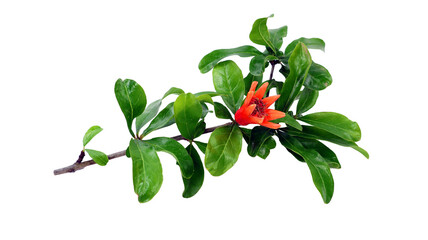 Branch of pomegranate tree Punica with fresh green leaves and bright red flower isolated on transpatent close-up
