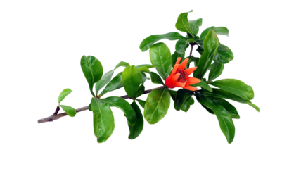 Branch of pomegranate tree Punica with fresh green leaves and bright red flower isolated on transpatent close-up