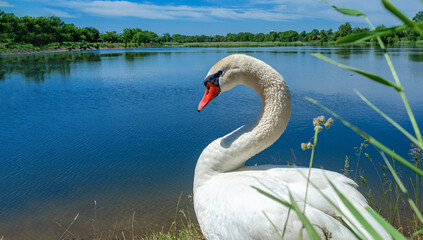 Obraz premium Swan profile. Graceful neck and head on background of blue pond. Photo through grass of white swan.