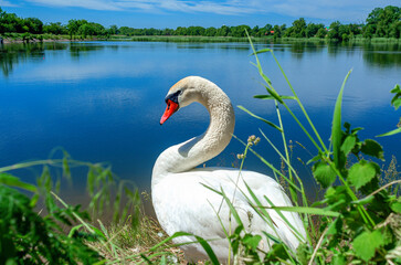 Obraz premium Swan profile. Graceful neck and head on background of blue pond. Photo through grass of white swan.