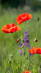 Naklejka premium poppies. delicate petals of red poppies in the sun. background with red poppy flowers. Beautiful red poppy flower and buds isolated on a light background. wild flower, beauty in nature. close-up