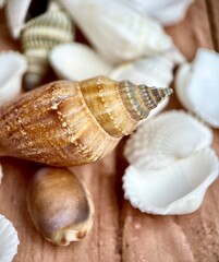Beautiful sea shells or conch beach animal objects isolated on wooden table surface background.