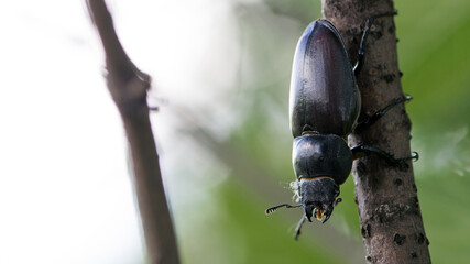 Lucanus cervus. a female stag beetle sits on a tree branch. big beetle. rare endangered species. insect of Europe. macro nature. beetle in the forest. close-up. blurred natural background