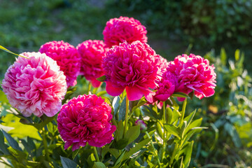 Flower double deep pink peony Mary Jo Legare, blooming paeonia lactiflora in summer garden