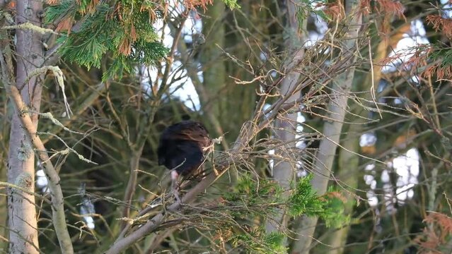 A crow is a bird of the genus Corvus, or more broadly a synonym for all of Corvus. The word "crow" is used as part of the common name of many species. 