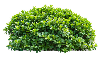 Obraz premium Tree with leaves isolated white background , green leaves frame grassy bush isolated on white background , Bright green foliage on the white Background 