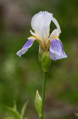 Iiris barbatus flower on a green background