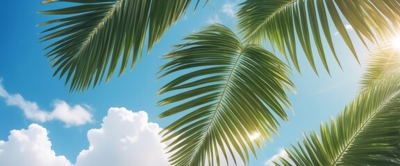 Fototapeta premium palm leaves on blue bright cloudy sky with sunshine bottom view, holiday background. 