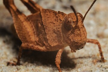 Oedipoda caerulescens, blue-winged grasshopper.
