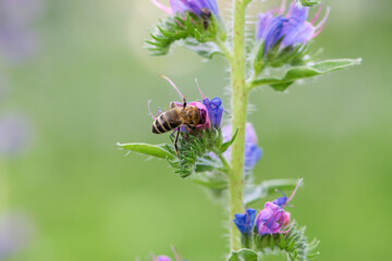 A bee collects honey on blue flowers on nature. macro photo of insects. delicate meadow flower. european honey bee. pollination of plants in nature. spring time