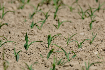 Kleine Maispflanzen auf einem sehr trockenen Feldboden