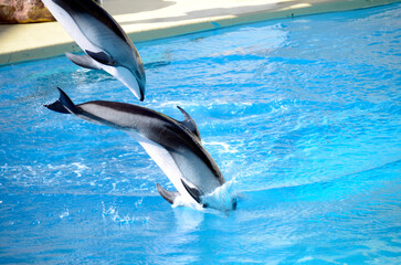 イルカのジャンプ