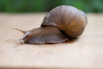 Snail or Lissachatina fulica walking on wooden table in the garden closed up and blur background.