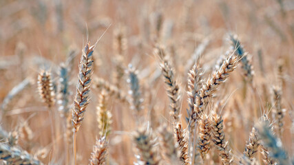 Fototapeta premium spikelets of golden wheat in the field. Ripe big golden ears of wheat on a yellow background of the field. nature. The idea of a rich summer harvest, agriculture, agro-industrial complex for food.