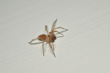 close-up of spider on the wall