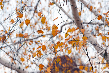 autumn birch leaves. beautiful autumn background. dry leaves. Birch trunk and leaves in autumn. in a park or forest. nature, season. selective focus. natural autumn background