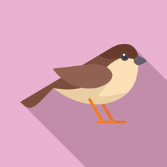 Small brown and beige sparrow bird is standing, its small legs supporting its plump body