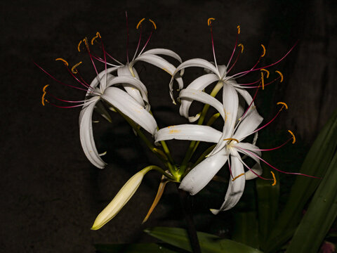 Crinum americanum, a white tropical flower with long, thin petals, an aquatic angiosperm called Florida marsh lily, rope lily, white marsh lily, southern crinum spider lily.