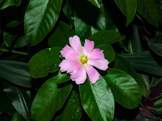A lilac flower, on the plant itself, a Pereskia aculeata, popularly known as ora-pro-nóbis, is a leafy climbing cactus.