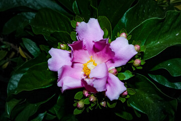 Flower of Pereskia aculeata, popularly known as ora-pro-nóbis (from the Latin ora pro nobis: 'pray for us'), orabrobó, lobrobó or lobrobô, is a leafy climbing cactus.