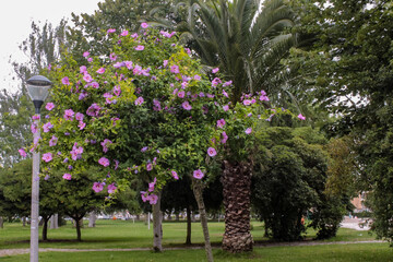 Trees with purple flowers. Lilac flowers, on the tree itself, in a garden