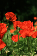 Fototapeta premium Large decorative red poppy flower. Big flower. Natural floral background. Poppies bloom in a park or garden. Lush spring flower. Poppy during flowering