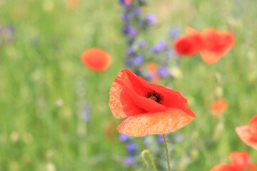 Red poppy. Flowers on a lawn or clearing. Spring flowers, natural background. Beautiful poppy blossoms on a sunny day. Flowers close up. Papaver rhoeas