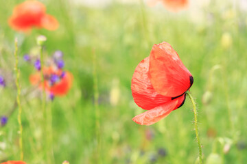 Fototapeta premium Red poppy. Flowers on a lawn or clearing. Spring flowers, natural background. Beautiful poppy blossoms on a sunny day. Flowers close up. Papaver rhoeas
