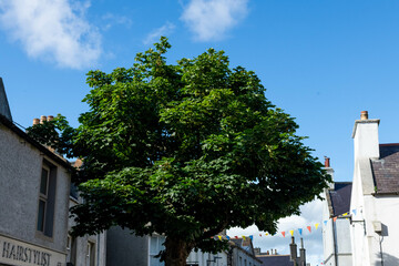 Kirkwall Scotland city architecture detail stone building green grown house