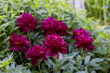 Paeonia Lactiflora Grp Peter Brand in garden