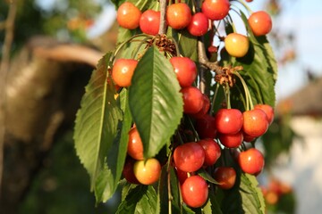 Cherry tree with green leaves and unripe berries growing outdoors, closeup