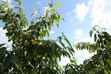 Cherry tree with green leaves and unripe berries growing outdoors, low angle view