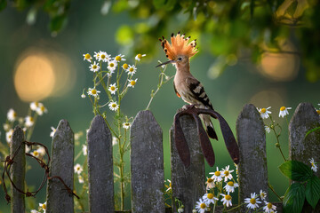 Eurasian hoopoe bird in early morning light ( Upupa epops ) © Piotr Krzeslak