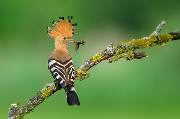 Eurasian hoopoe bird feeding juvenile ( Upupa epops )