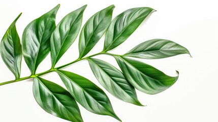 Obraz premium Exotic Leaves on White Background with Room for Text