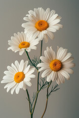 Obraz premium Minimalist image of chamomile flowers symbolizing gynecological health on a soft grey backdrop,