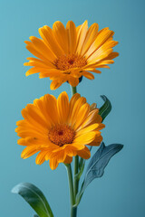 Simple photo of two calendula flowers side by side on a plain light blue background,