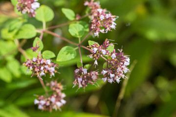 Purple flowers of origanum vulgare or common oregano, wild marjoram. Sunny day